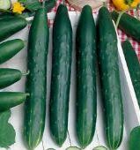 Cucumber - Improved Long Green