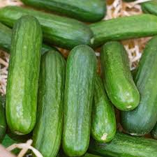 Cucumber - Muncher, Burpless
