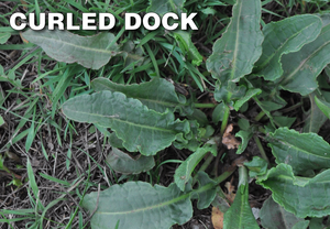 Q4 Plus Herbicide kills Curled Dock Weed