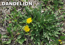 Load image into Gallery viewer, Q4 Plus Herbicide kills Dandelion
