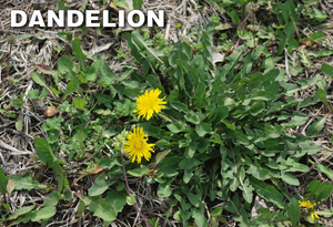 Q4 Plus Herbicide kills Dandelion