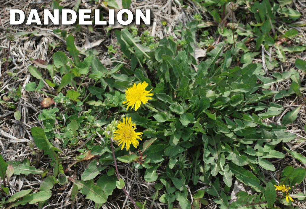 broadleaf herbicide dandelions Speed Zone Broadleaf Herbicide – www.ohhmygoodness.com