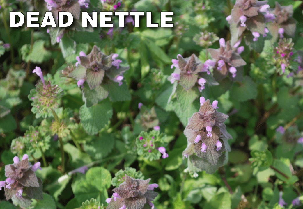 solitare herbicide mixing ratio Solitare Herbicide