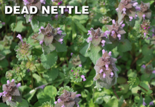 Load image into Gallery viewer, Q4 Plus Herbicide kills Dead Nettle Weeds
