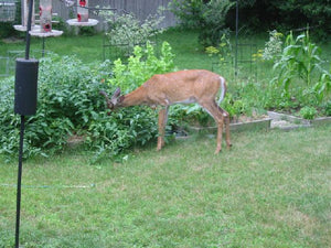 Deer Scram Repellent Granular, Organic & All Natural - 25 Pounds