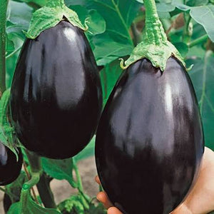 Eggplant - BLACK BEAUTY
