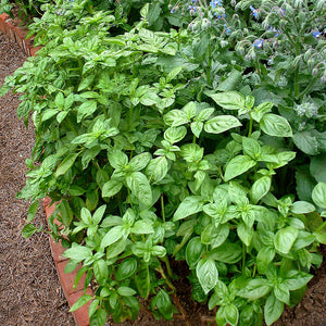 Bonnie Plants Genovese Basil 25 oz.