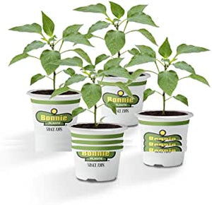 Bonnie Plants Green Bell Pepper 19.3 oz