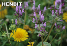 Load image into Gallery viewer, Q4 Plus Herbicide kills Henbit Weed