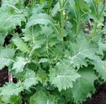 Load image into Gallery viewer, Kale - DWARF SIBERIAN IMPROVED