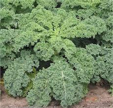 Load image into Gallery viewer, Kale - DWARF SIBERIAN IMPROVED
