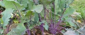 Kohlrabi - EARLY PURPLE VIENNA