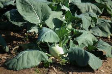 Load image into Gallery viewer, Kohlrabi - EARLY WHITE VIENNA