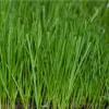 Legaseed Trifecta II PR GLSR Grass Seed lawn