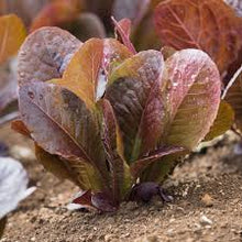 Load image into Gallery viewer, Lettuce - RED ROMAINE