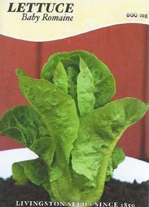 Lettuce - Baby Romaine