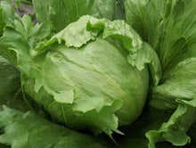 Load image into Gallery viewer, Lettuce - ICEBERG