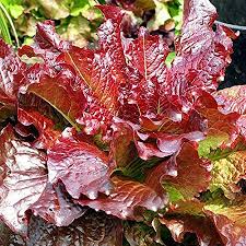 Lettuce - ROYAL RED