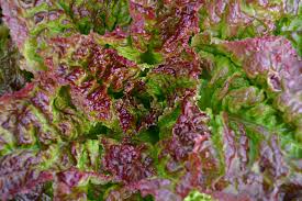 Lettuce - ROYAL RED