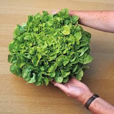 Lettuce - SALAD BOWL