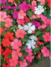 Load image into Gallery viewer, Livingston Impatien Baby Mixed Flowers 2