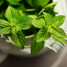 Load image into Gallery viewer, Livingston Herb Seeds - Mint in pot