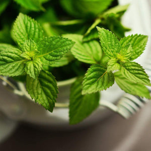 Livingston Herb Seeds - Mint in pot