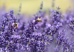 Livingston Herb Seeds - Lavender - bees love