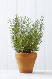 Livingston Herb Seeds - Rosemary pot grown