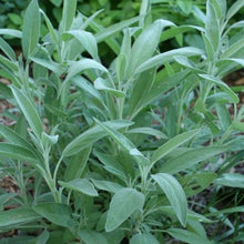 Load image into Gallery viewer, Livingston Herb Seeds - Sage in garden