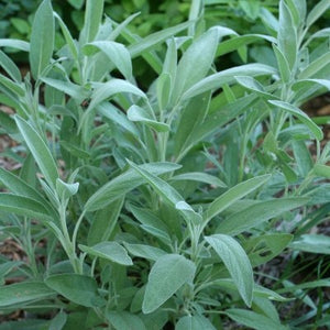 Livingston Herb Seeds - Sage in garden