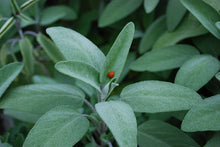 Load image into Gallery viewer, Livingston Herb Seeds - Sage in Garden 2