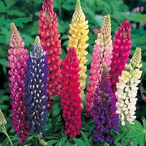 Livingston - Lupine - Russell's Prize Mix garden