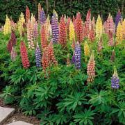 Livingston - Lupine - Russell's Prize Mix garden 2