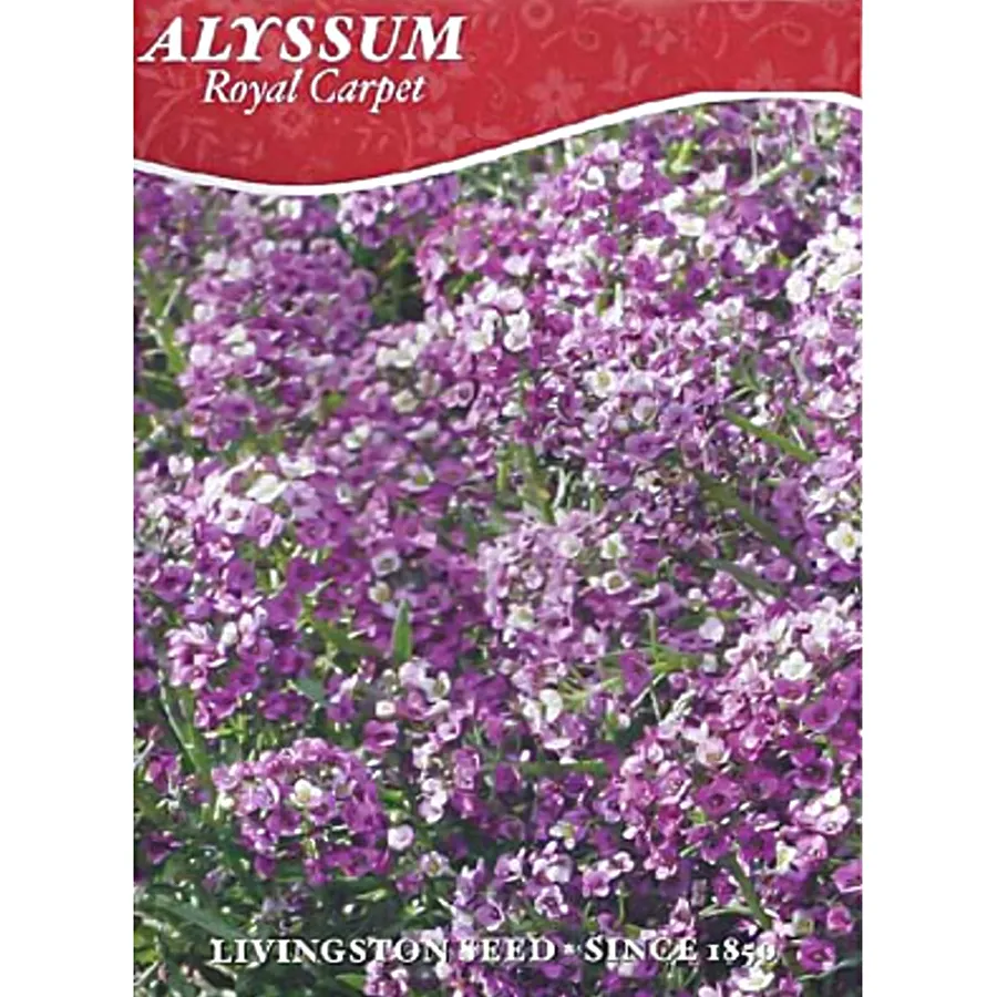 Livingston Seed - Alyssum Royal Carpet 