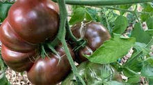 Load image into Gallery viewer, Tomato Heirloom Cherokee Purple on vine