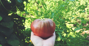 Tomato Heirloom Cherokee Purple in hand