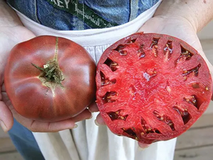 Tomato Heirloom Cherokee Purple sliced