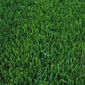 Fisher Marathon Ultra Tall Fescue grass seed lawn