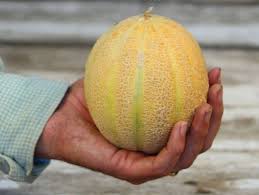 Melon - MINNESOTA MIDGET