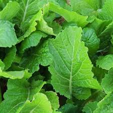 Mustard - FLORIDA BROADLEAF Seeds