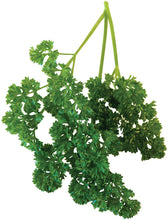 Load image into Gallery viewer, Livingston Herb Seeds - Parsley Triple Curled 2