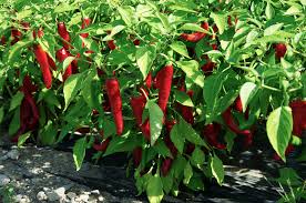 Pepper - CAYENNE LONG RED