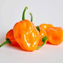 Load image into Gallery viewer, Pepper - HABANERO