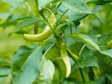 Load image into Gallery viewer, Pepper - PEPPERONCINI