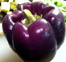 Load image into Gallery viewer, Pepper - PURPLE BELLE