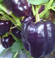 Pepper - PURPLE BELLE