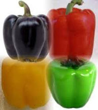 Load image into Gallery viewer, Pepper - PURPLE BELLE