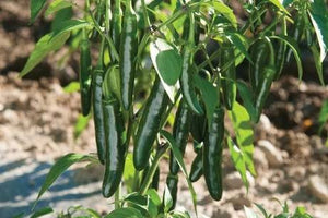 Pepper - SERRANO