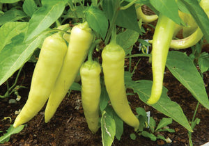 Pepper - SWEET BANANA